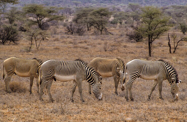 Obraz premium Zébre de Grévy, Equus grevyi grevyi, Parc national de Samburu, Kenya