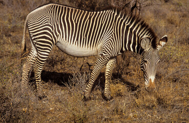 Zébre de Grévy, Equus grevyi grevyi, Parc national de Samburu, Kenya