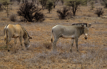 Zébre de Grévy, Equus grevyi grevyi, Parc national de Samburu, Kenya