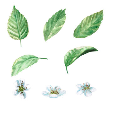 Raspberry flowers and leaves watercolor illustration isolated on white background for decoration, cards, printing.