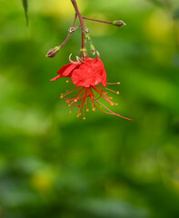 Beautiful close-up of a hibiscus grandidieri flower