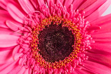 Foto op Canvas Pink gerbera flower close up © stsvirkun