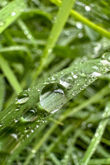 Close-up of the dew droplets on the grass