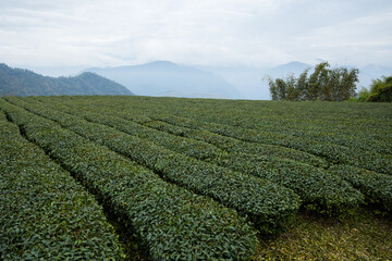 Green lush tea field in countryside