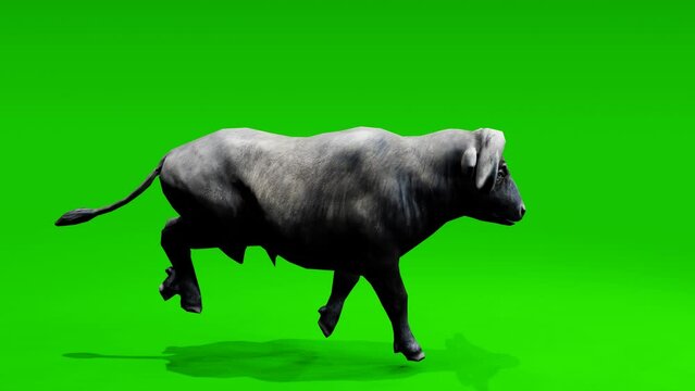 Seamless loop: Majestic buffalo grazing against a lush green screen backdrop. Perfect for adding a natural touch to your projects.