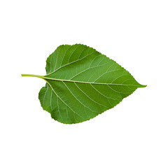 Obraz premium Green heart shaped leaves, Brightly Colorful leaves with jagged edges.