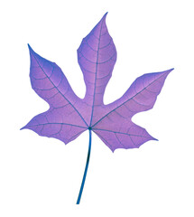 Purple Maple Leaf isolated transparent background, Nature Botany Summer Foliage