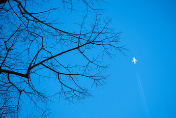 An unknown plane flew over the forest.