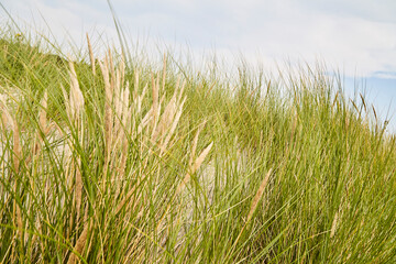 Insel Borkum, Niedersachsen, Deutschland, Niedersachsen