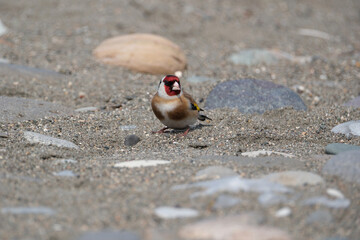 Goldfinch, Carduelis carduelis, single bird on beach