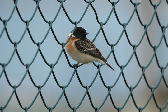 Stonechat (Saxicola rubicola) perched on a wire fence