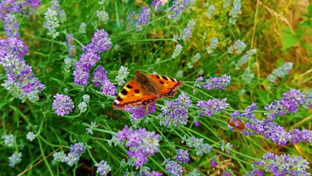 Orange butterfly aglais urticae rests on lavender flowers