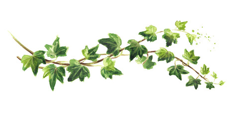 Ivy branch with green leaves. Hand drawn watercolor illustration, isolated on white background © dariaustiugova