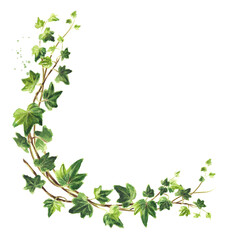 Ivy branch with leaves frame, wreath. Hand drawn watercolor illustration isolated on white background