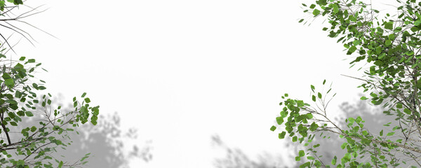 Plant and Tree Shadow With Transparent Background