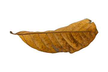 dry leaf closeup on the white background