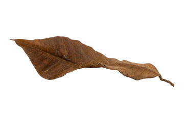 Fototapeta premium dry leaf closeup on the white background