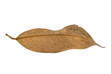 dry leaf closeup on the white background