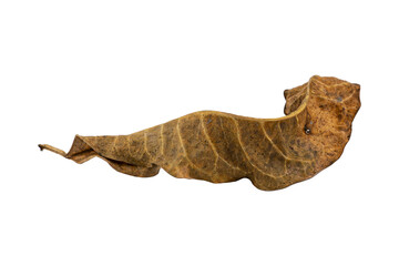 dry leaf closeup on the white background