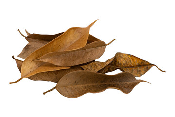 dry leaf closeup on the white background