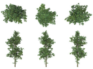 Obraz premium Beautiful Plant And Tree PNG Image - Top And Front View Of Trees