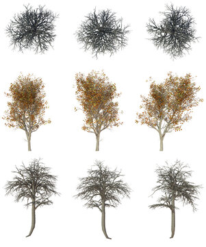 Beautiful Plant And Tree PNG Image - Top And Front View Of Trees
