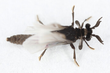 Male of Stylops. Strepsiptera, this is a mysterious order of insects that are parasites of other insects, mainly bees.