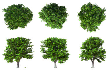 Fototapeta premium Six green deciduous trees with lush foliage on a white background