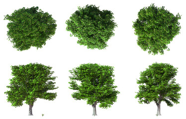 Beautiful Plant And Tree PNG Image - Top And Front View Of Trees