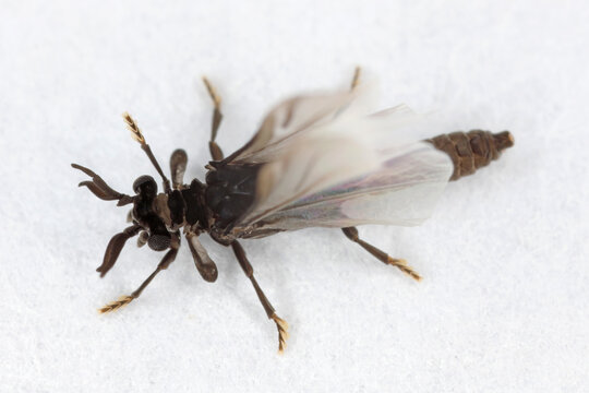 Male of Stylops. Strepsiptera, this is a mysterious order of insects that are parasites of other insects, mainly bees.