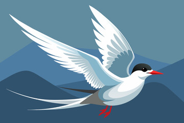 Fototapeta premium arctic tern 