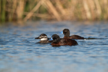 Fototapeta premium Lake Duck in Pampas Lagoon environment, La Pampa Province, Patagonia , Argentina.