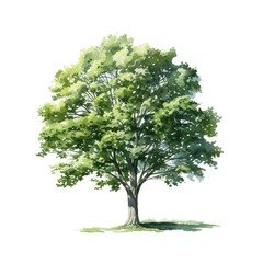 Obraz premium tree isolated on white