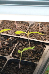 Garden Plant Seedlings