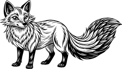 a fox vector illustration