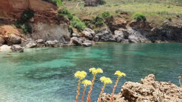 Mediterranean coastline in Sicily in summertime, Tourism and seascape scenario. Coastal landscape with turquoise water and yellow flowers