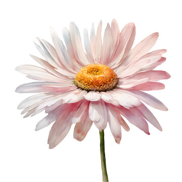 Watercolor and painting blooming Pink gerbera daisy flower