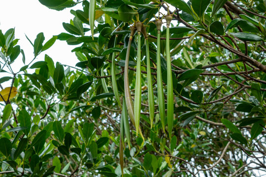 Kandelia obovata.