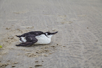 Insel Borkum, Niedersachen, Deutschland, 
