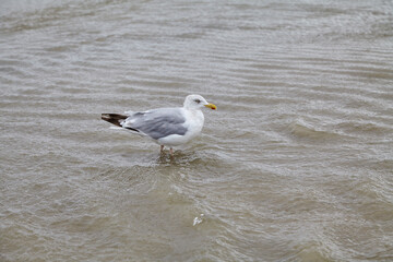 Insel Borkum, Niedersachen, Deutschland, 