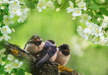 three village swallow chicks sit on a branch of a flowering tree in the spring garden