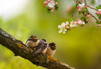 three village swallow chicks sit among the rosy flowering branches of an apple tree