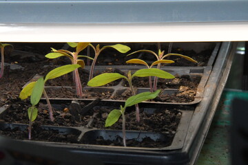 Plant Seedlings