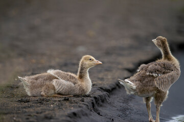 Gray Goose (Anser anser) North Slob, Wexford, Iceland.