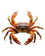 Dungeness crab