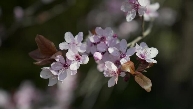 blossom of a blood plum in springtime