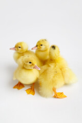 yellow little ducklings