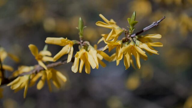 Close-up view of a blooming forsythia in springtime