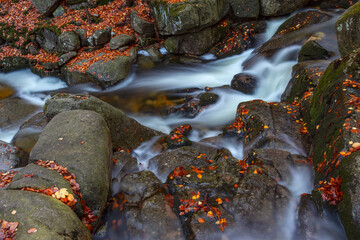 Rzeka Podgórna (Przesieka) jesienią w otoczeniu lasu w górach Karkonosze - obrazy, fototapety, plakaty