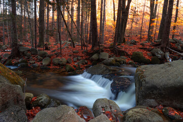 Rzeka Podgórna (Przesieka) jesienią w otoczeniu lasu w górach Karkonosze - obrazy, fototapety, plakaty
